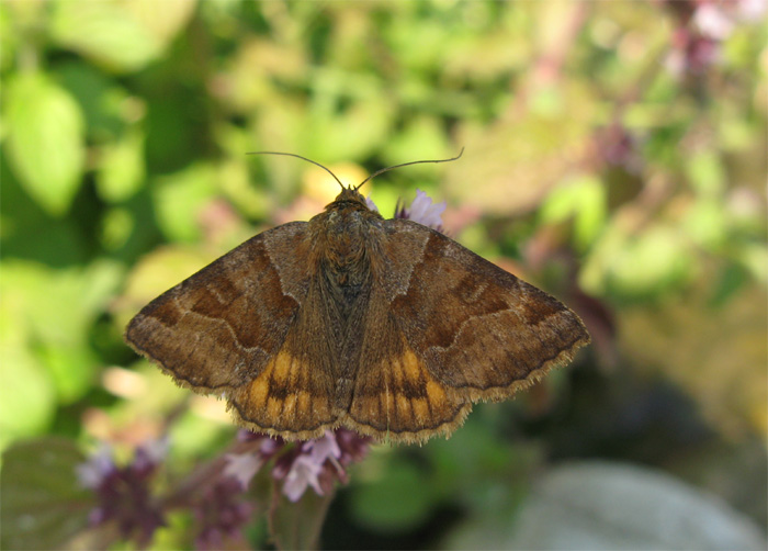 Lepidotteri del Parco dei Gessi Bolognesi